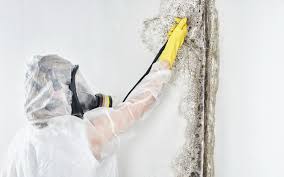 Mold Odor Removal Services in Aransas Pass, TX